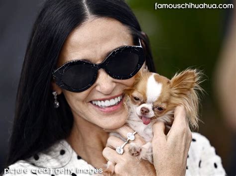 demi moore chihuahua